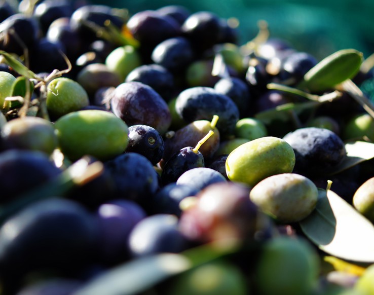 Dai noccioli di oliva viene prodotto il biocarburante per case e aerei