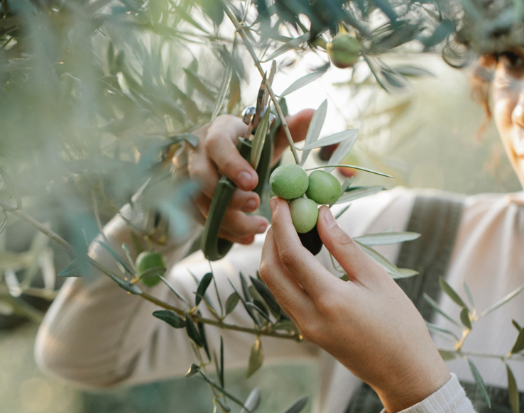 Le foglie di olivo: un alleato naturale prezioso per la salute