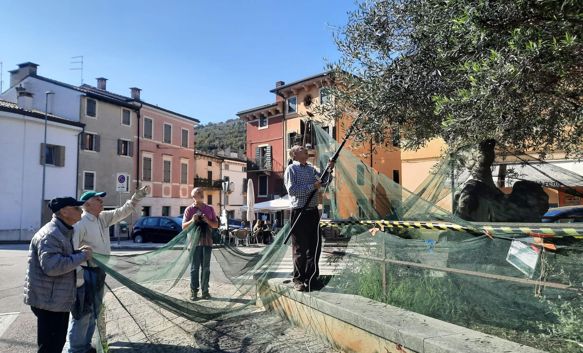 From municipal olive trees to the soup kitchen table: in Verona, olive oil becomes solidarity