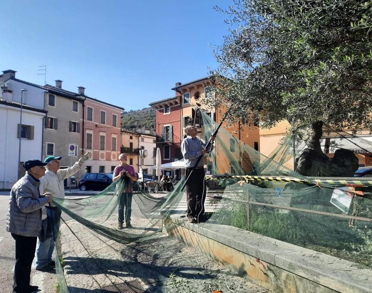 From municipal olive trees to the soup kitchen table: in Verona, olive oil becomes solidarity