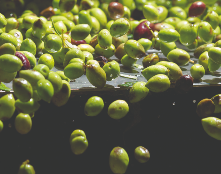 Dagli scarti delle olive un ingrediente per nuovi prodotti alimentari