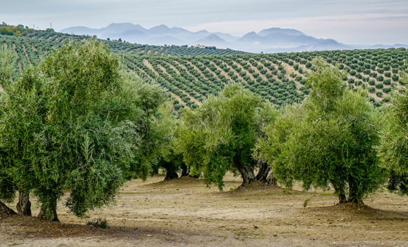 Difendere gli olivi secolari è difendere il futuro