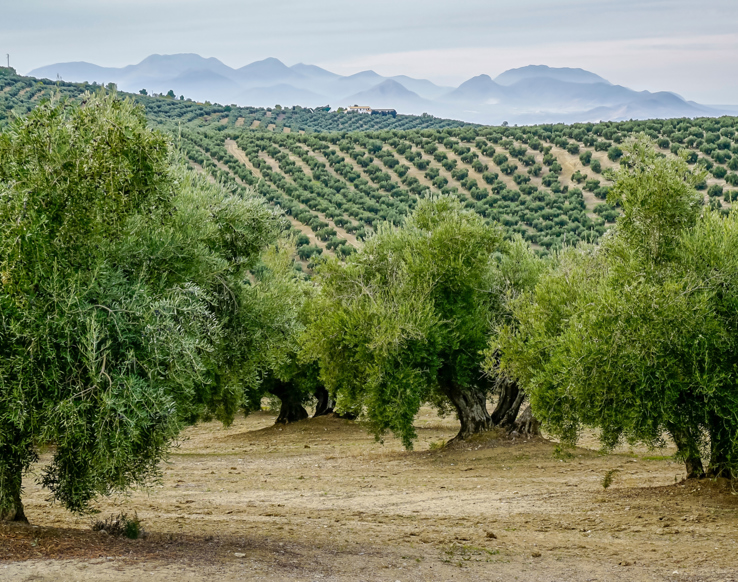 Difendere gli olivi secolari è difendere il futuro
