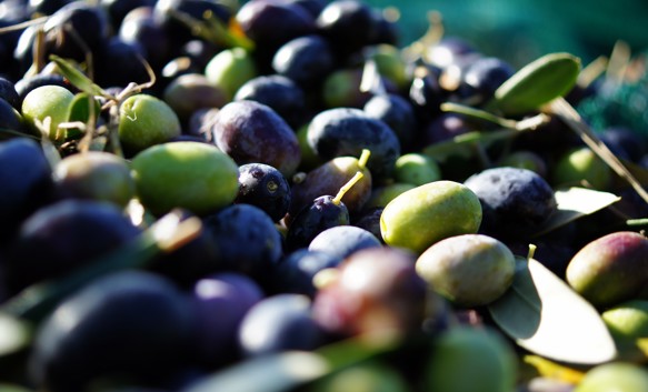 Dai noccioli di oliva viene prodotto il biocarburante per case e aerei