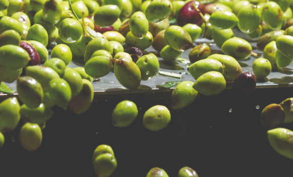 Dagli scarti delle olive un ingrediente per nuovi prodotti alimentari